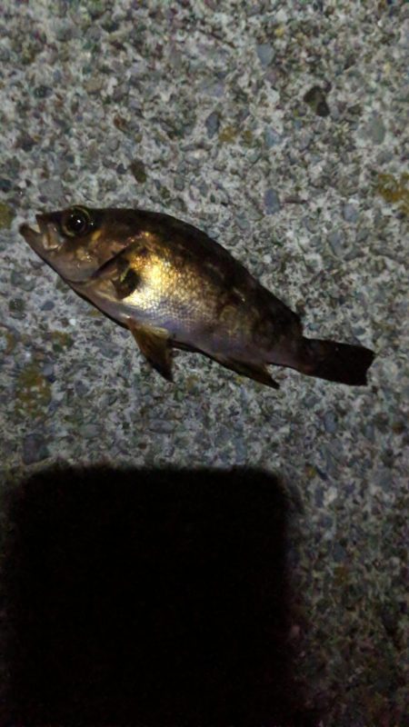 間もなくシーズンオフ？