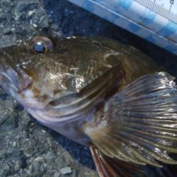 釣りデビュー 157日目