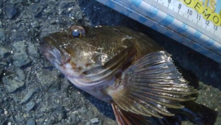 釣りデビュー 157日目