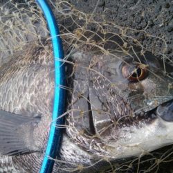 釣りデビュー　158日目