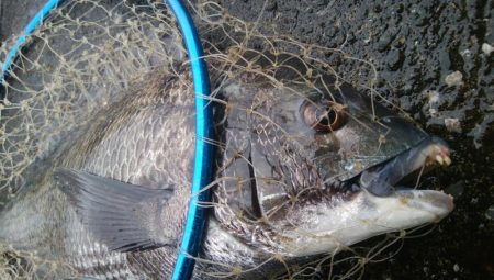 釣りデビュー　158日目