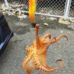 タコ釣り