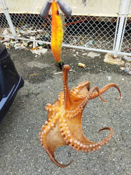 タコ釣り