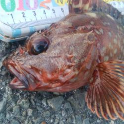 釣りデビュー　160日目