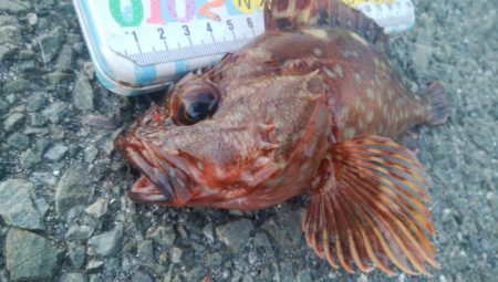 釣りデビュー　160日目