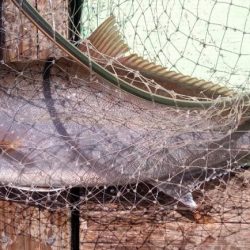 康仁丸・釣り果