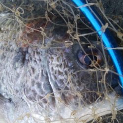 釣りデビュー 162日目