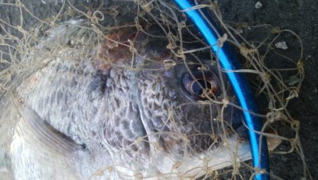 釣りデビュー 162日目