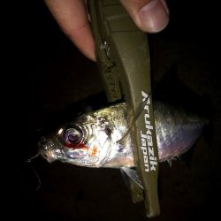 潮どまり表層のアジング