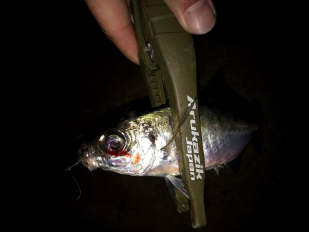 潮どまり表層のアジング