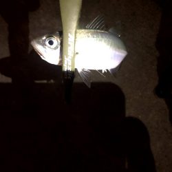 大雨後のアジングは釣れる