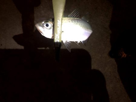 大雨後のアジングは釣れる