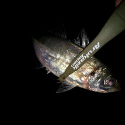 二匹目のドジョウ