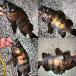 メバル　ツぬけ