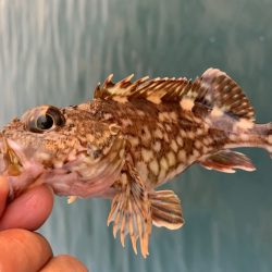 メバリングの予定が