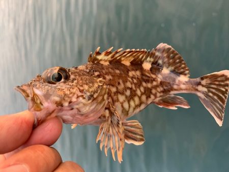 メバリングの予定が