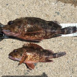 A.P.P フィッシングガイドサービス　新上五島町　カヤックフィッシングポイントを探してRIDEON！