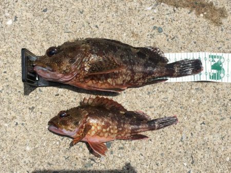 A.P.P フィッシングガイドサービス　新…