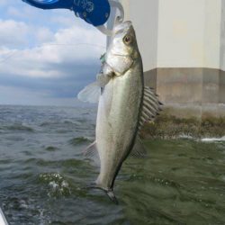 初のボートシーバス！