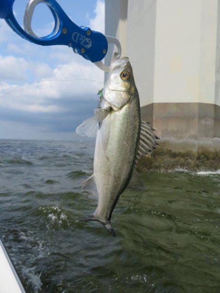 初のボートシーバス！