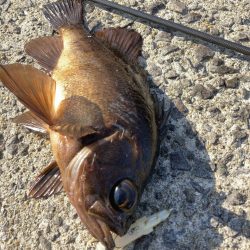 A.P.Pフィッシングガイドサービス　ライトゲームにRIDEON！