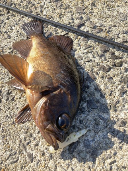 A.P.Pフィッシングガイドサービス　ライトゲームにRIDEON！