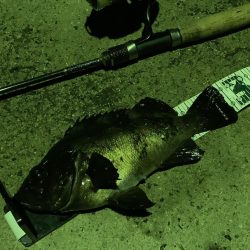 A.P.Pフィッシングガイドサービス　NFアジングへRIDEON！