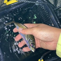 A.P.Pフィッシングガイドサービス　雨の影響残る中、アジングへRIDEON！