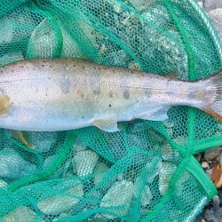 久しぶりの渓流～