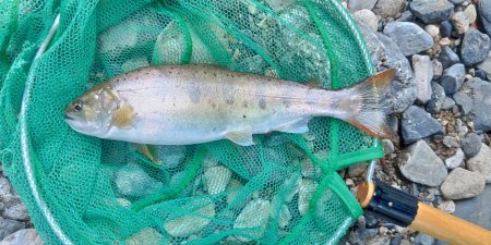 久しぶりの渓流～