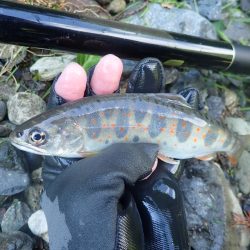 雨後の渓流釣り