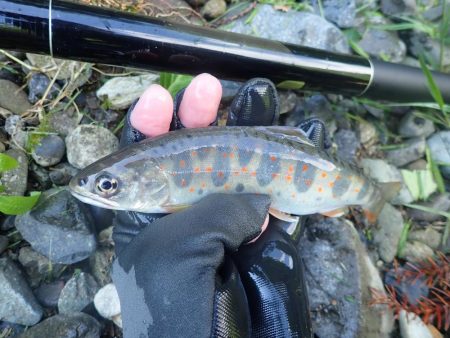 雨後の渓流釣り
