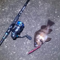 フィールにめばる