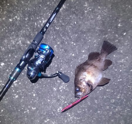 フィールにめばる