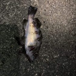 メバルプラッギング