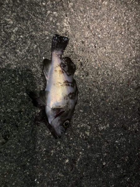 メバルプラッギング