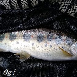 昼前後の釣行で22匹ゲット！