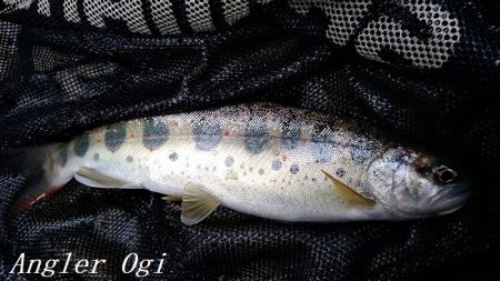 昼前後の釣行で22匹ゲット！