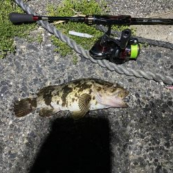 自己新記録 尺手前ガッシー