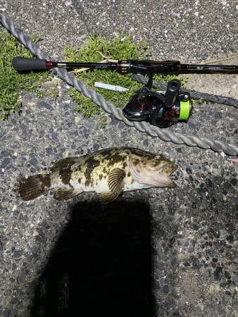 自己新記録 尺手前ガッシー