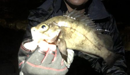 爆風メバリング