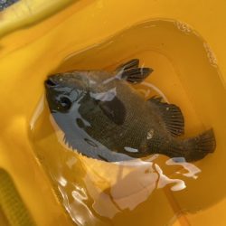 ファミリーフィッシング