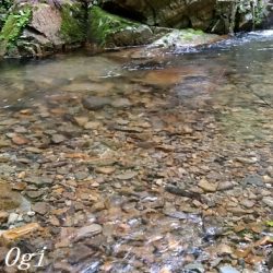 雨の後でも苦戦/揖保川でのアマゴ釣り