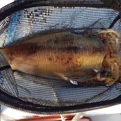 今季初2kgオーバー