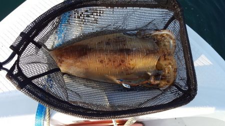 今季初2kgオーバー