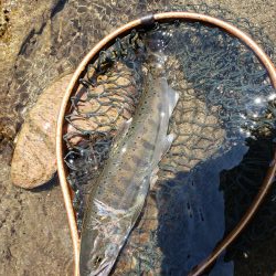 サクラマス最後なんで久々に川へ