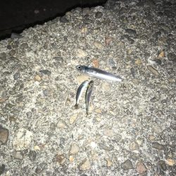 @バチシーバスとまさかの年無しチヌ