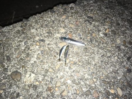 @バチシーバスとまさかの年無しチヌ