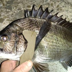 メバルもシーズン終盤でも数釣れて楽しい