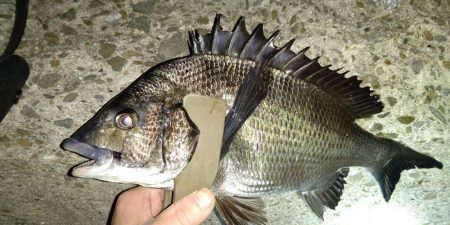 メバルもシーズン終盤でも数釣れて楽しい